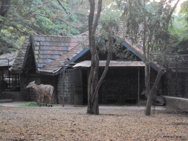 Byculla Zoo – Visit before Vanish - Wannabemaven