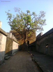 lone tree stood inside Sewri fort - Forts in Mumbai